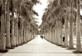 IIP Online Student Photography
